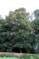 A view of a Garden in Cheshire photo