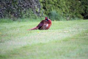 A view of a Pheasant photo