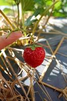 Strawberry farm with flower and red strawberry photo