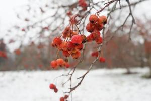 frutas secas en la temporada de invierno en moscú foto