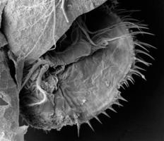 espinas de la parte postabdominal del microscopio electrónico de barrido de la pulga de agua foto
