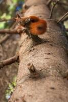 beautiful squirrel in the park on a tree photo