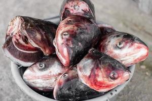a bucket filled with the heads of killed bullhead fish. photo