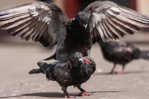 street pigeons having fun in an urban environment. photo