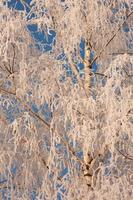 the tree is covered with frost in winter photo
