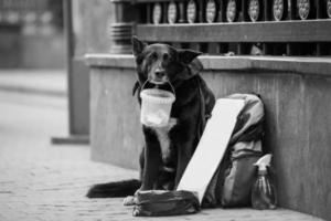 homeless dog asks for money on the street photo