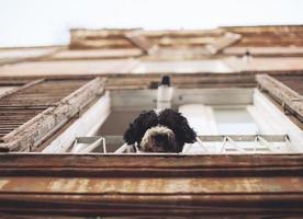 el perro mira al dueño desde la ventana de la casa. foto