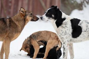 verdadera amistad y comunicación de perros callejeros, ayuda y apoyo mutuo. foto