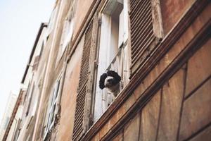 the dog looks at the owner from the window of the house. photo