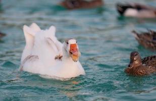 un ganso salvaje nada en el lago, la gente lo alimenta con pan. foto