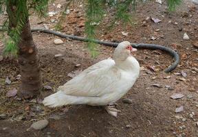 pato real en el parque. pájaro en el zoológico. animal raro foto