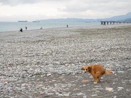The dog poops on the beach. Animal on the coast. rocky seashore photo