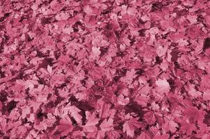 Colorful backround image of fallen autumn leaves perfect for seasonal use Image toned in Viva Magenta, color of the year photo