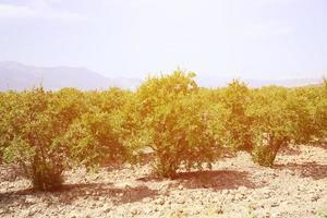 Row of pomegranate trees with ripe fruits on green branches photo