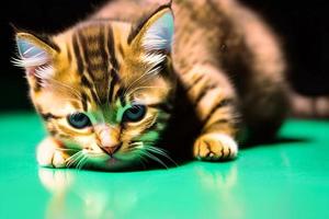 Cute and curious, playful kitten looks around. Close-up. photo