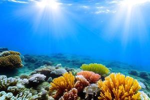 Underwater scene. Ocean coral reef underwater. Sea world under water background. photo