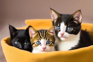 Cute and curious, playful kitten looks around. Close-up. photo