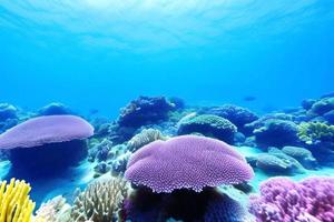 escena submarina. arrecife de coral del océano bajo el agua. mundo marino bajo el fondo del agua. foto