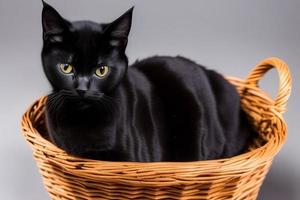 Cute and curious, playful kitten looks around. Close-up. photo