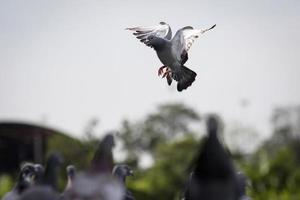 homing pigeon approach for landing to home trap photo