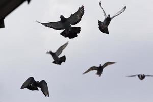 homing pigeon approach for landing to  home loft photo