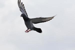 homing pigeon approach for landing to home loft photo