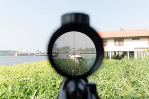scope rifle aimed at pelicans photo