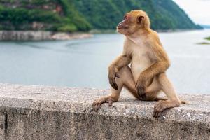Portrait monkey lives in a natural forest of Thailand. photo