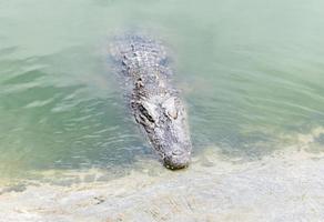 Saltwater crocodile hiding in river photo