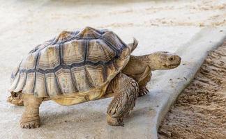 Turtle species astrochelys yniphora in zoo photo