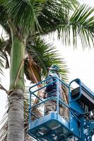 Gardener cutting branches on crane basket. unsafe concept photo