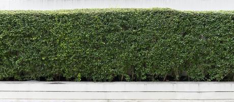 Green hedge or Green Leaves Wall photo