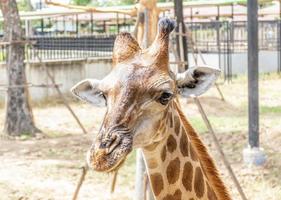 retrato, jirafa, cabeza, en, zoo foto