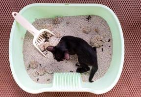 cachorro gato negro está cagando en el baño de gatos. foto