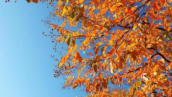 hojas de otoño y cielo azul claro. foto