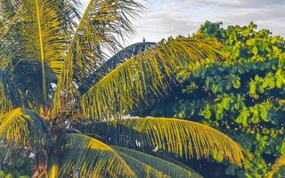 Tropical natural palm tree coconuts blue sky in Mexico. photo