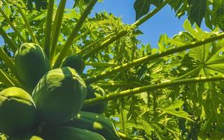 Beautiful papaya tree in tropical nature in Puerto Escondido Mexico. photo