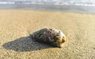 Dead puffer fish washed up on beach lies on sand. photo