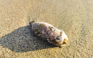 Dead puffer fish washed up on beach lies on sand. photo