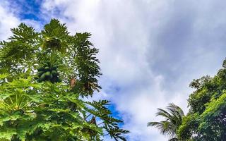 hermoso árbol de papaya en la naturaleza tropical en puerto escondido méxico. foto