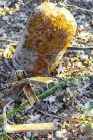 Empty rusted gas container in the forest in Germany. photo