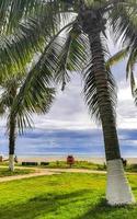 Tropical natural palm tree coconuts blue sky in Mexico. photo