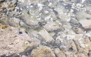 Rocks stones in water with sea urchins Puerto Escondido Mexico. photo