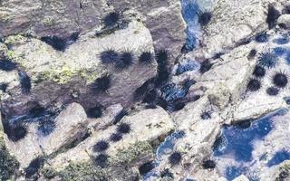 rocas piedras en agua con erizos de mar puerto escondido mexico. foto