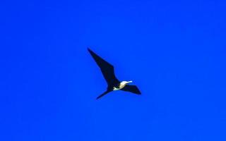 Fregat birds flock fly blue sky background Puerto Escondido Mexico. photo