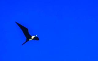 Fregat birds flock fly blue sky background Puerto Escondido Mexico. photo