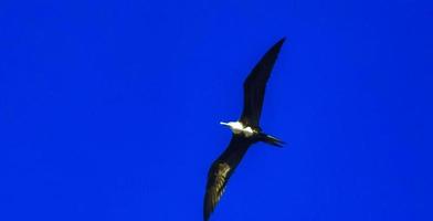 Fregat birds flock fly blue sky background Puerto Escondido Mexico. photo