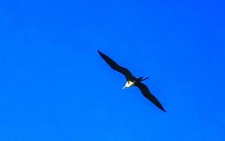 pájaros fregat bandada volar cielo azul fondo puerto escondido mexico. foto