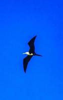 Fregat birds flock fly blue sky background Puerto Escondido Mexico. photo