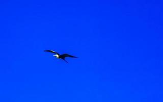 Fregat birds flock fly blue sky background Puerto Escondido Mexico. photo